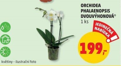 Orchidej