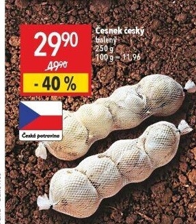 Česnek český