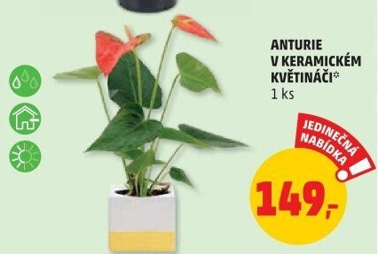 Anturie