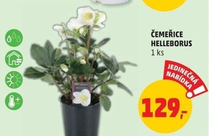 Čemeřice