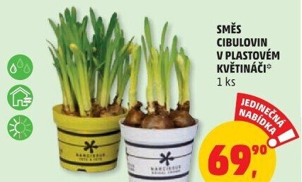 Cibulkové květiny