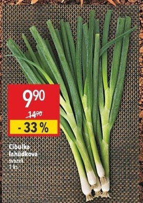 Jarní cibule svazek