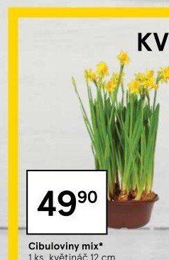 Cibulkové květiny