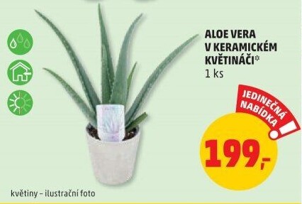 Aloe vera