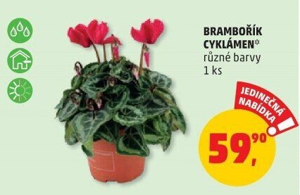 Cyclamen - Brambořík
