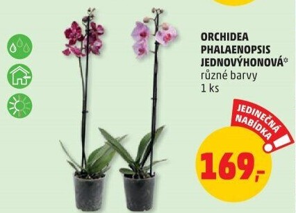Orchidej