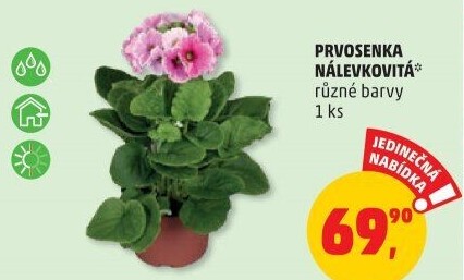 Primule - Petrklíč - Prvosenka