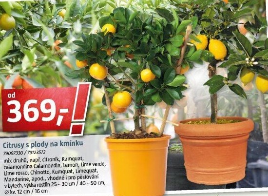 Citrusová rostlina