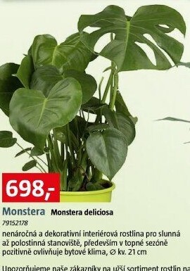 Monstera