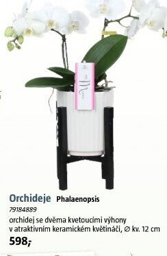 Orchidej