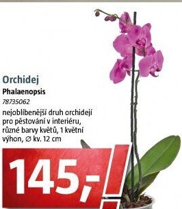 Orchidej Phalaenopsis