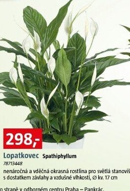 Spathiphyllum - Spatyfilium - Toulcovka - Lopatkovec