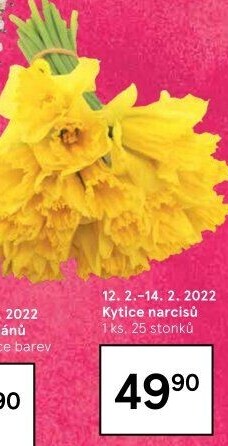 Řezané narcisky