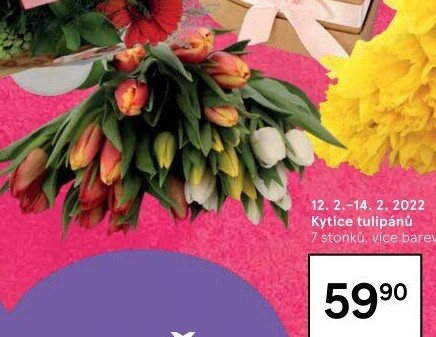 Řezané tulipány