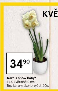 Narcisky