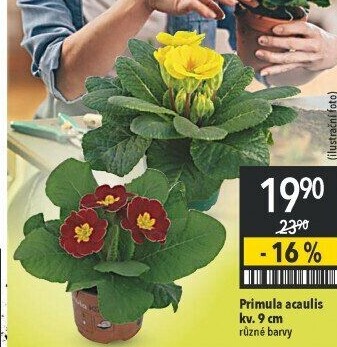 Primule - Petrklíč - Prvosenka