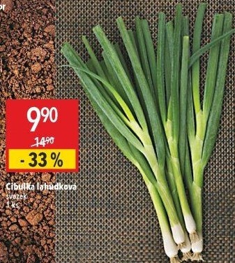 Jarní cibule svazek