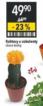 Kaktus