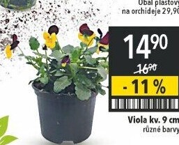 Maceška - Viola