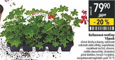 Muškáty / Pelargonie