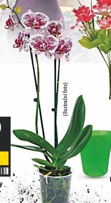 Orchidej