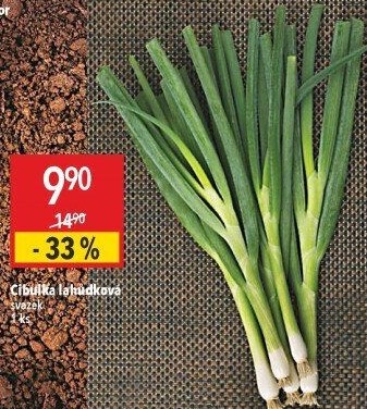Jarní cibule svazek