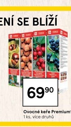 Sazenice ovocných keříků Tesco