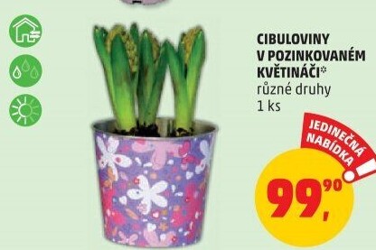Cibulkové květiny