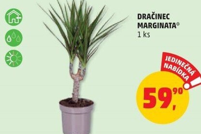 Dracena