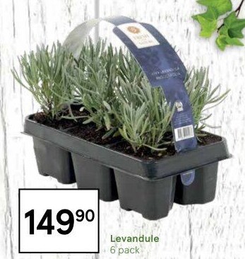 Levandule