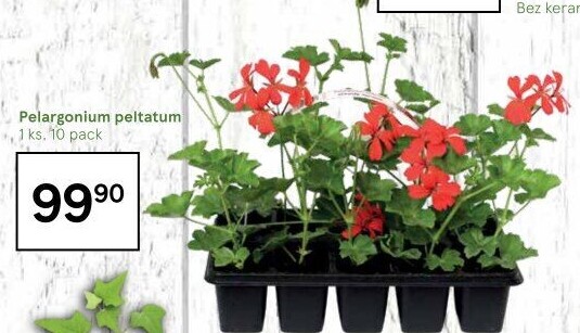 Muškáty / Pelargonie
