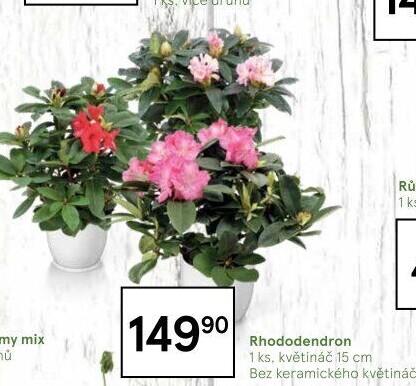 Rododendron - Pěnišník - Azalea