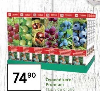 Sazenice ovocných keříků Tesco