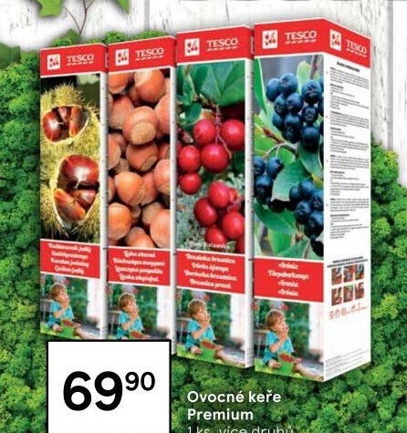 Sazenice ovocných keříků Tesco