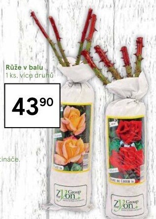 Sazenice růží