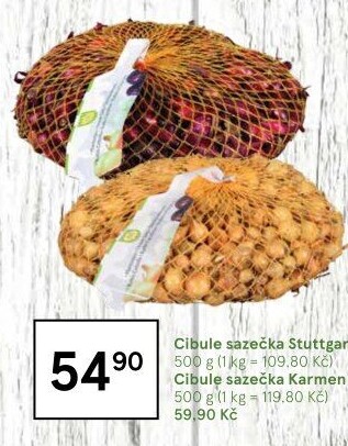 Cibule sazečka