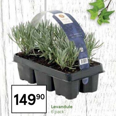 Levandule