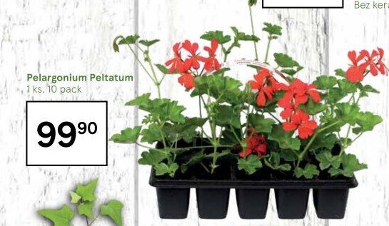 Muškáty / Pelargonie