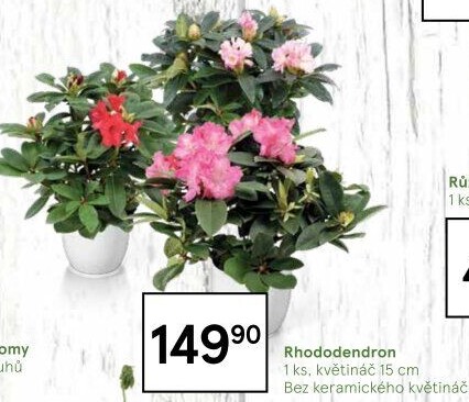 Rododendron - Pěnišník - Azalea