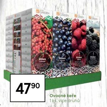 Sazenice ovocných keříků