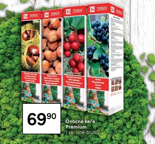 Sazenice ovocných keříků Tesco