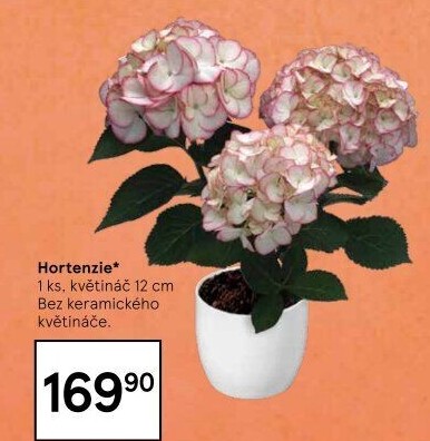 Hortenzie - Hydrangea