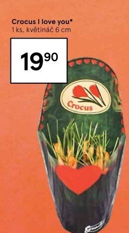 Krokus - Šafrán