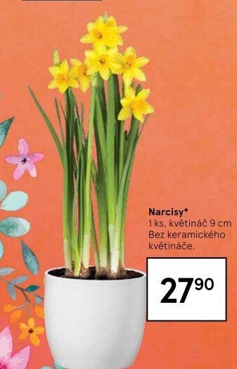 Narcisky