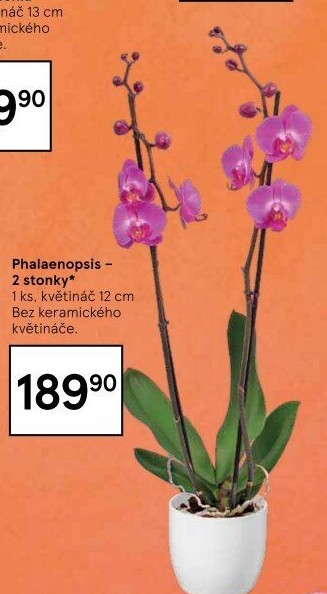 Orchidej
