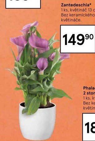 Zantedeschia - Kornoutovka