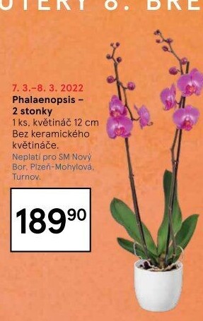 Orchidej