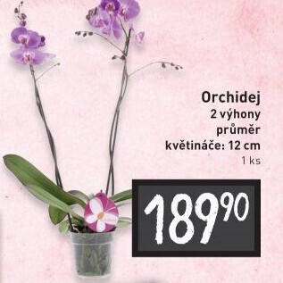 Orchidej