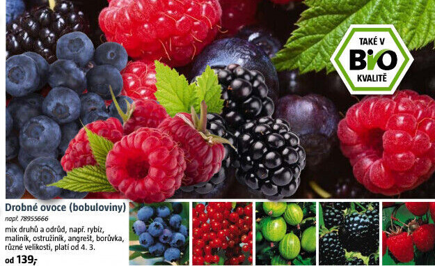 ribes RK2