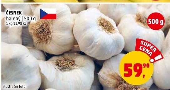 Česnek